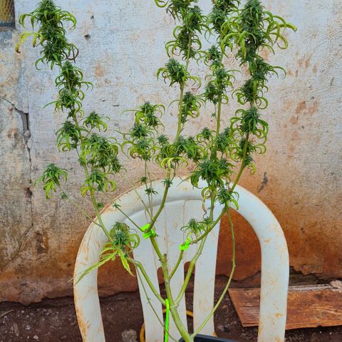 Prenseed/ Poda Fim growlog timeline photo