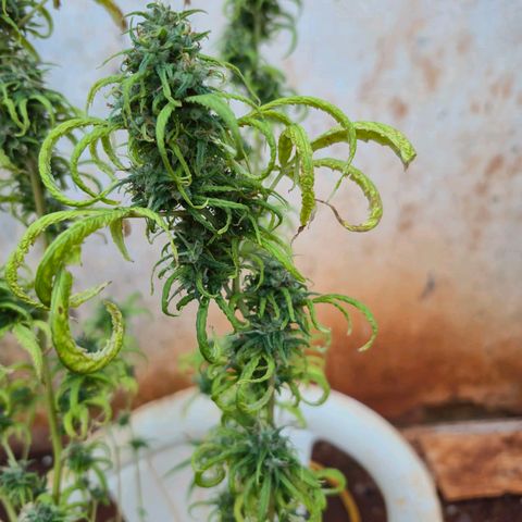 Prenseed/ Poda Fim growlog timeline photo