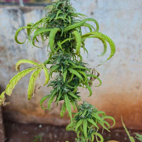 Prenseed/ Poda Fim growlog timeline photo