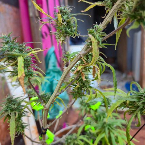 LST e Poda Top growlog timeline photo