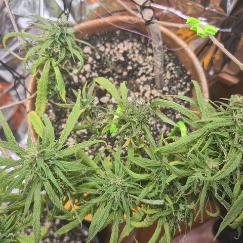 LST e Poda Top growlog timeline photo