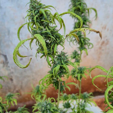 Prenseed/ Poda Fim growlog timeline photo
