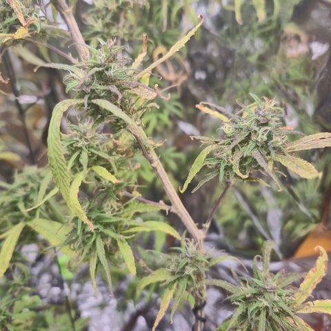 LST e Poda Top growlog timeline photo