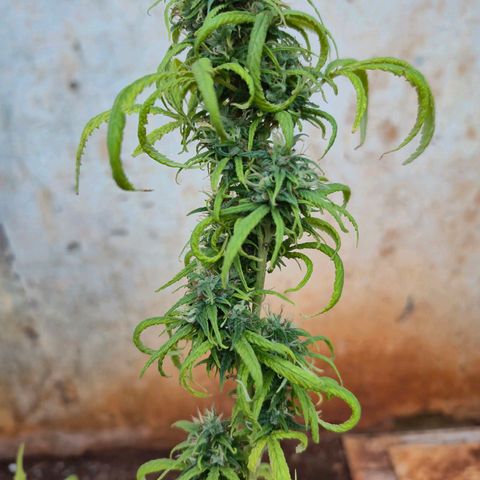 Prenseed/ Poda Fim growlog timeline photo