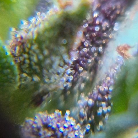 LST e Poda Top growlog timeline photo