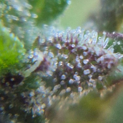 LST e Poda Top growlog timeline photo