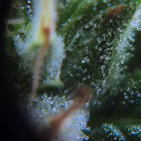 Prenseed/ Poda Fim growlog timeline photo