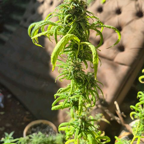 Prenseed/ Poda Fim growlog timeline photo