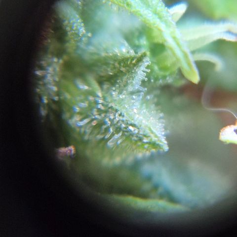 Prenseed/ Poda Fim growlog timeline photo