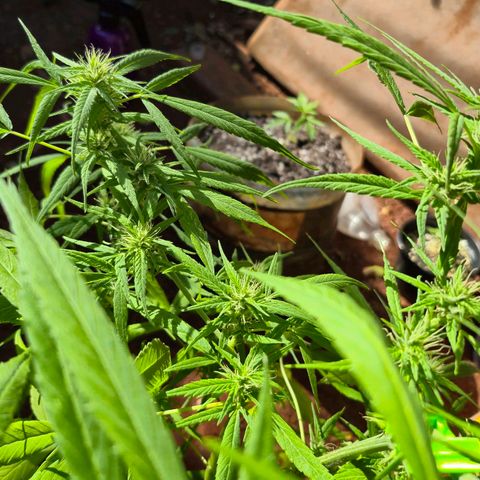 sativa growlog timeline photo