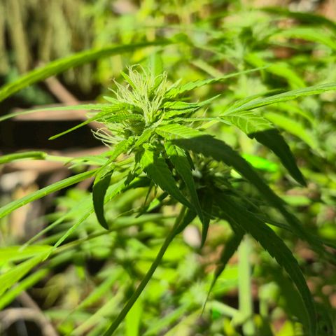 sativa growlog timeline photo