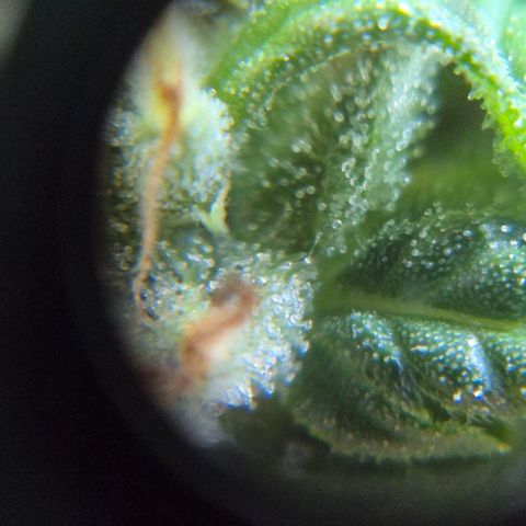Prenseed/ Poda Fim growlog timeline photo