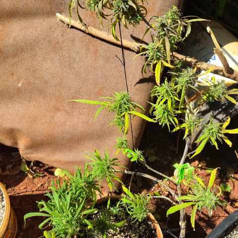 LST e Poda Top growlog timeline photo