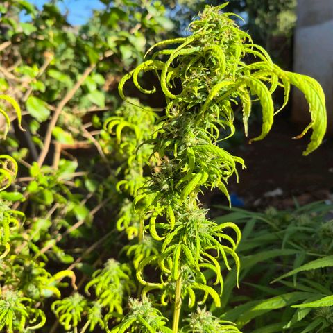 Prenseed/ Poda Fim growlog timeline photo