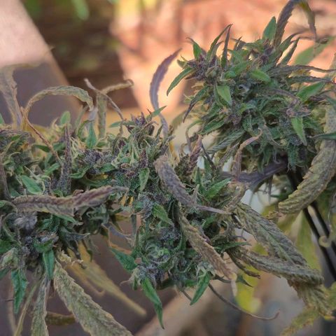 LST e Poda Top growlog timeline photo