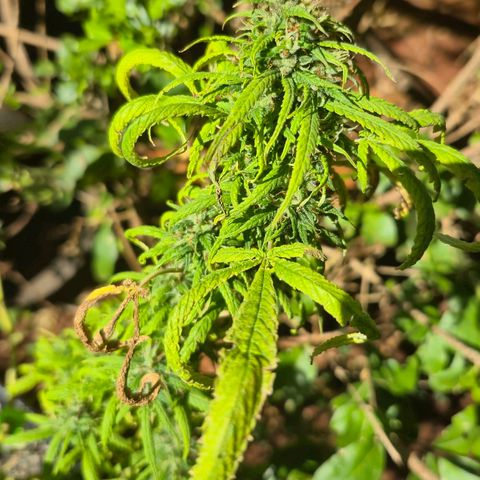 Prenseed/ Poda Fim growlog timeline photo