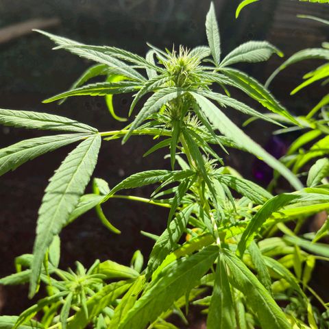 sativa growlog timeline photo