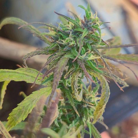 LST e Poda Top growlog timeline photo