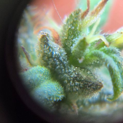 Prenseed/ Poda Fim growlog timeline photo