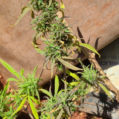 LST e Poda Top growlog timeline photo