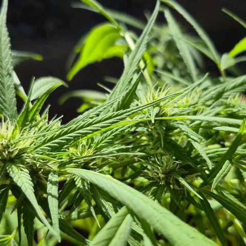 sativa growlog timeline photo