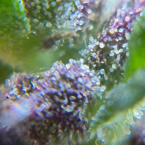 LST e Poda Top growlog timeline photo