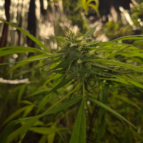 sativa growlog timeline photo