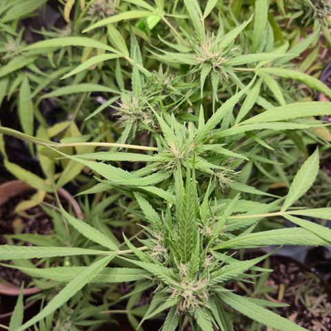 sativa growlog timeline photo