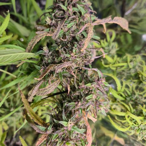 LST e Poda Top growlog timeline photo