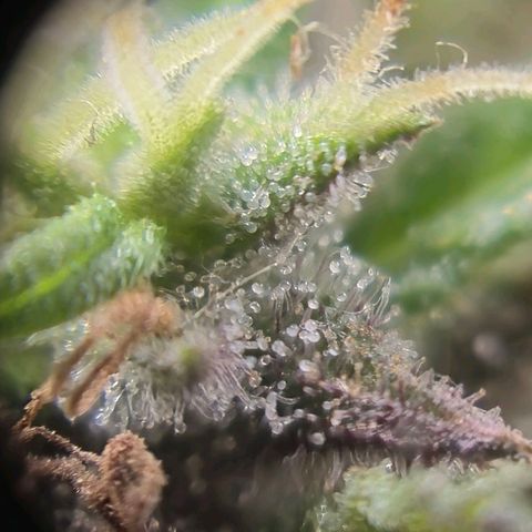 LST e Poda Top growlog timeline photo