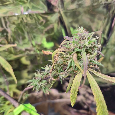 LST e Poda Top growlog timeline photo