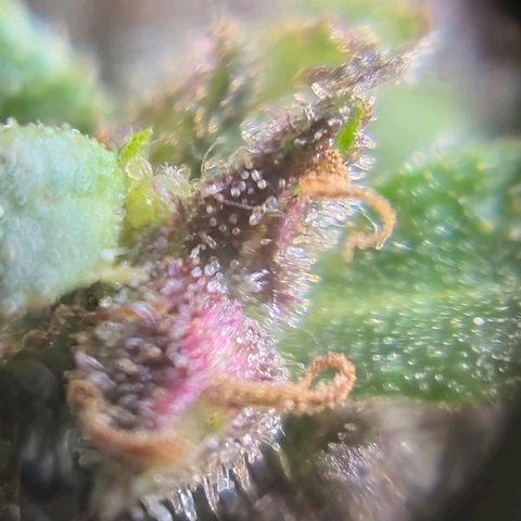 LST e Poda Top growlog timeline photo