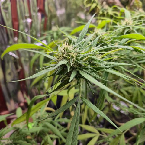 sativa growlog timeline photo
