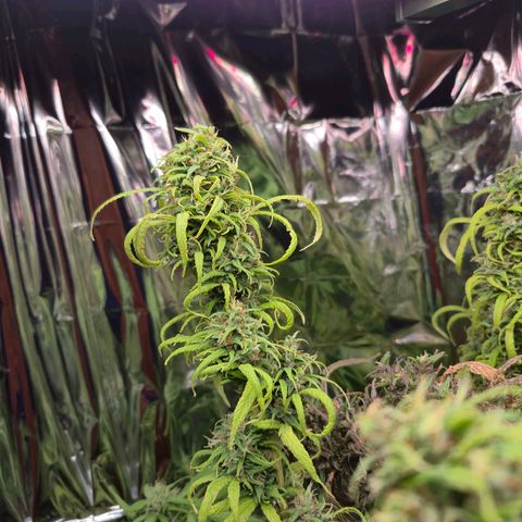 Prenseed/ Poda Fim growlog timeline photo