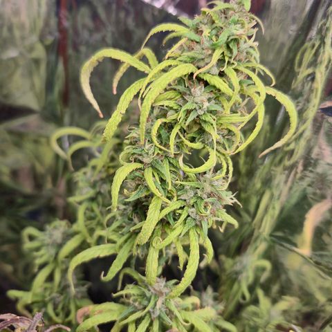 Prenseed/ Poda Fim growlog timeline photo