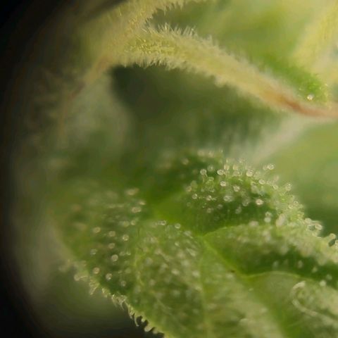 Prenseed/ Poda Fim growlog timeline photo