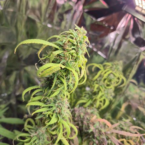 Prenseed/ Poda Fim growlog timeline photo