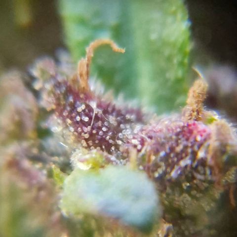 LST e Poda Top growlog photo: últimos dias de vida :)