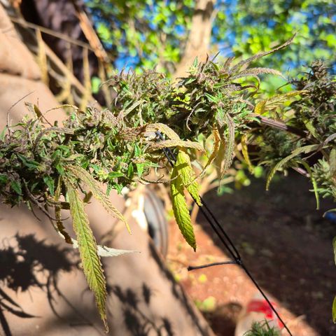 LST e Poda Top growlog photo: últimos dias de vida :)