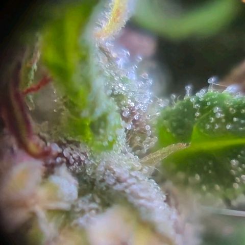 LST e Poda Top growlog photo: últimos dias de vida :)