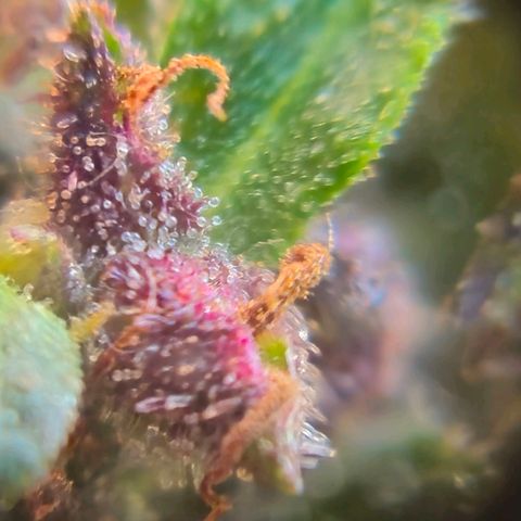 LST e Poda Top growlog photo: últimos dias de vida :)