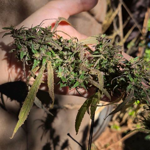 LST e Poda Top growlog photo: últimos dias de vida :)