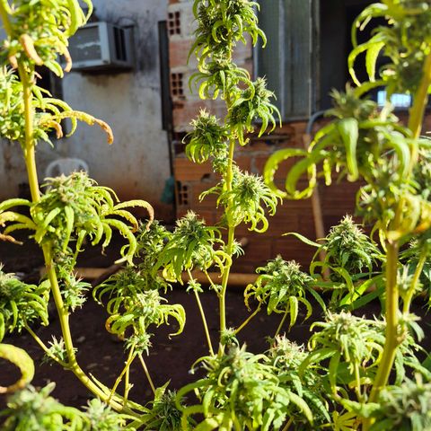 Prenseed/ Poda Fim growlog photo: últimos dias de vida :)