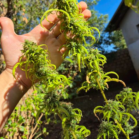Prenseed/ Poda Fim growlog photo: últimos dias de vida :)