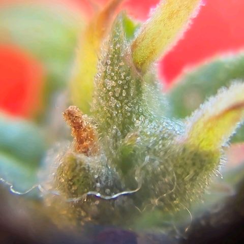 Prenseed/ Poda Fim growlog photo: últimos dias de vida :)