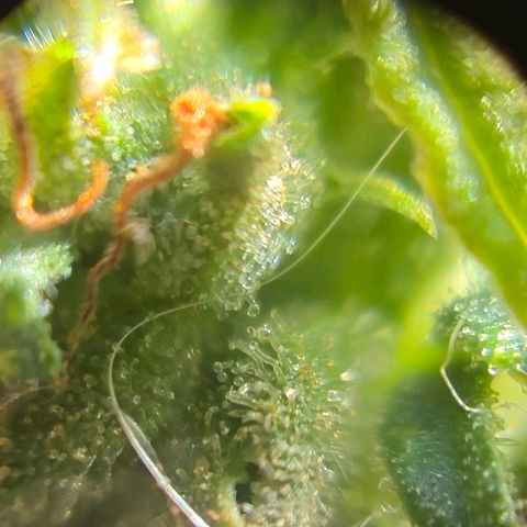 Prenseed/ Poda Fim growlog photo: últimos dias de vida :)