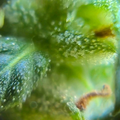 Prenseed/ Poda Fim growlog photo: últimos dias de vida :)