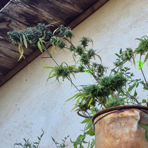 LST e Poda Top growlog photo: últimos dias de vida :)