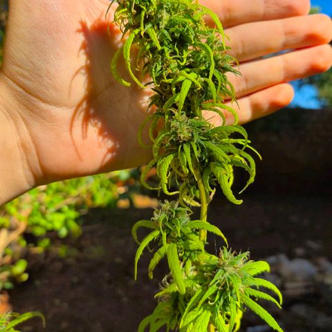 Prenseed/ Poda Fim growlog photo: últimos dias de vida :)
