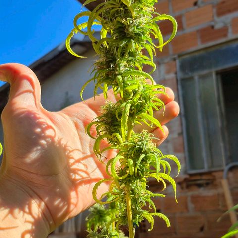 Prenseed/ Poda Fim growlog photo: últimos dias de vida :)